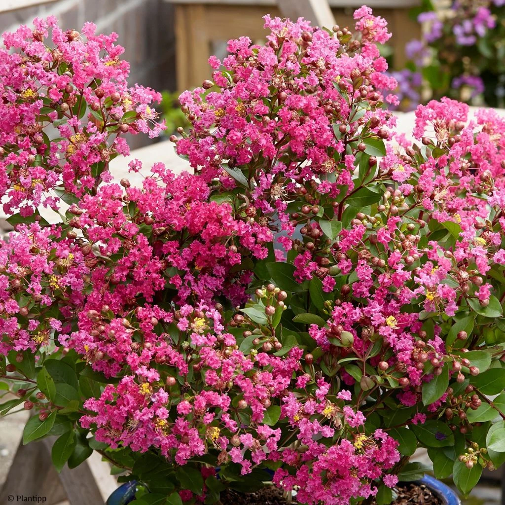 Lagerstroemia Indica With Love Kiss Milarosso - Lilas Des Indes 3 Lagerstroemia Indica With Love Kiss Milarosso - Lilas Des Indes
