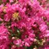 Lagerstroemia Indica Yang Tse - Lilas Des Indes -Promesse de fleurs Magasin Lagerstroemia indica Yang Tse 87465 1