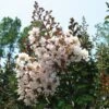Lagerstroemia Indica Kimono - Lilas Des Indes Blanc -Promesse de fleurs Magasin Lagerstroemia indica ld littlegemtrees 80027 1