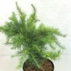 Larix Decidua Little Bogle - Mélèze D'Europe Nain -Promesse de fleurs Magasin Larix decidua Little Bogle 665002 1