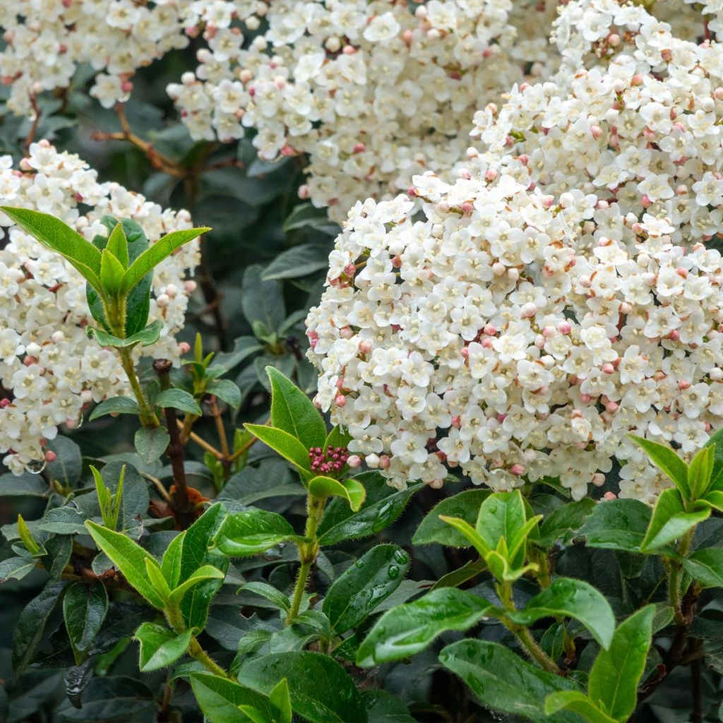 Laurier Tin - Viburnum Tinus Giganteum 3 Laurier Tin - Viburnum Tinus Giganteum