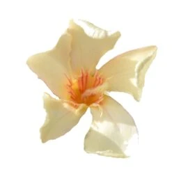 Laurier Rose Angiolo Pucci - Nerium Oleander