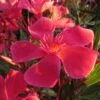 Laurier Rose Papa Gambetta - Nerium Oleander -Promesse de fleurs Magasin Laurier rose Papa Gambetta 87050 1 1