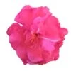 Laurier Rose Double Roseum Plenum - Nerium Oleander -Promesse de fleurs Magasin Laurier rose Roseum Plenum 87052 1