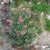 Laurier Rose Variegata - Nerium Oleander -Promesse de fleurs Magasin Laurier rose Variegata 87059 1