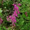 Lespedeza Thunbergii -Promesse de fleurs Magasin Lespedeza thunbergii ld peganum 9595 1