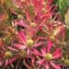 Leucadendron Cheeky -Promesse de fleurs Magasin Leucadendron Cheeky IF 16676 1