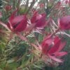 Leucadendron Devil's Blush -Promesse de fleurs Magasin Leucadendron Devil s Blush 15353 1
