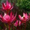 Leucadendron Fireglow 2 Leucadendron Fireglow -Promesse de fleurs Magasin Leucadendron Fireglow 83362 1