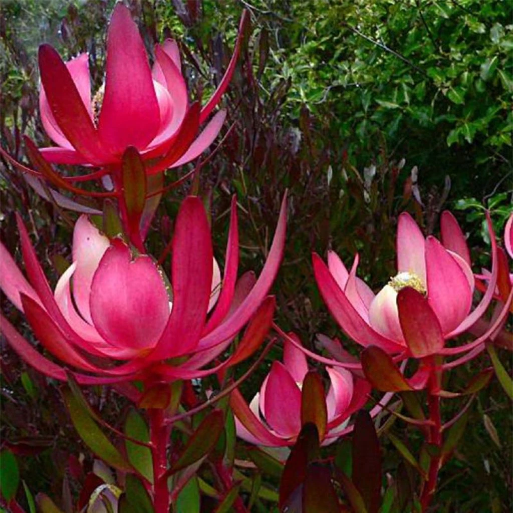 Leucadendron Fireglow 3 Leucadendron Fireglow