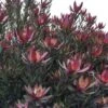 Leucadendron Safari Sunset -Promesse de fleurs Magasin Leucadendron Safari Sunset 83363 1