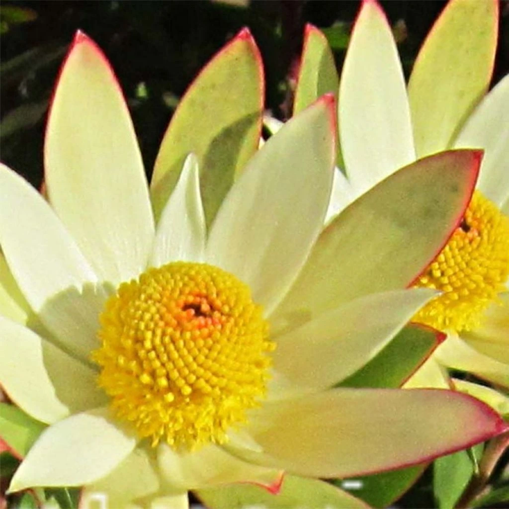 Leucadendron Sundance 3 Leucadendron Sundance