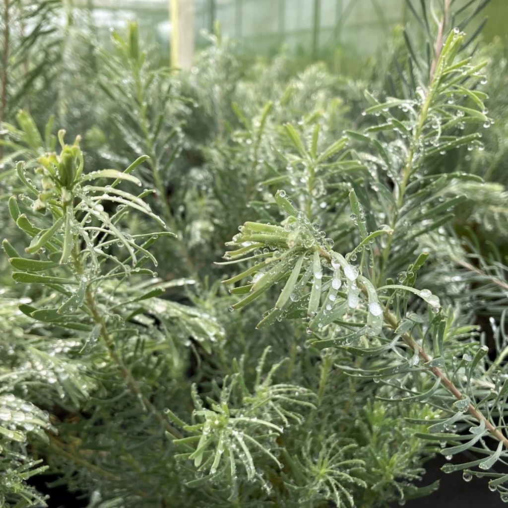 Leucadendron Galpinii Carlin 3 Leucadendron Galpinii Carlin