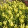 Leucadendron Inca Gold 1 Leucadendron Inca Gold -Promesse de fleurs Magasin Leucadendron inca gold IF 16261 1