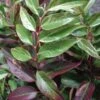 Leucothoe Fontanesiana Rainbow -Promesse de fleurs Magasin Leucothoe Fontanesiana Rainbow 7884 1