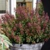 Leucothoe Axillaris Twisting Red -Promesse de fleurs Magasin Leucothoe Twisting Red 81428 1