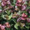 Leucothoe Axillaris Curly Red -Promesse de fleurs Magasin Leucothoe axillaris Curly Red 781634 1