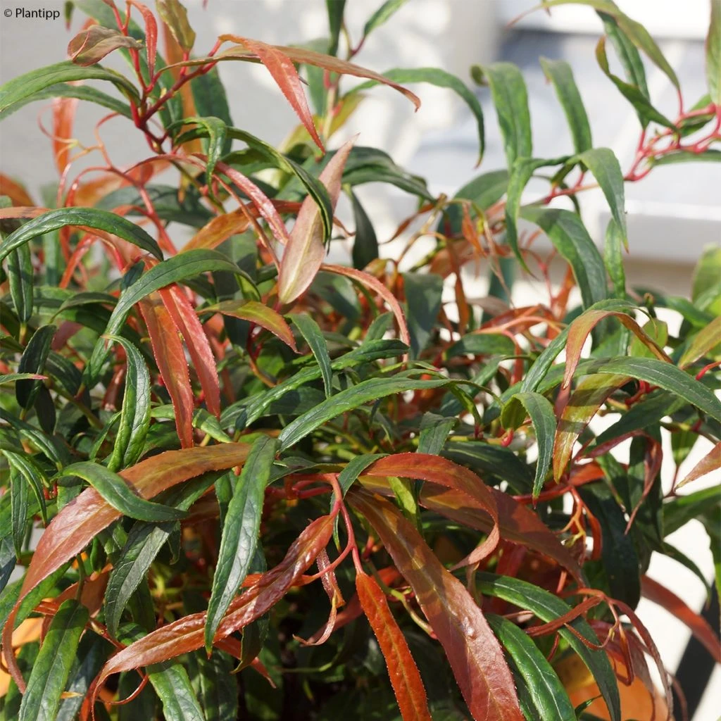 Leucothoe Keiskei Halloween 3 Leucothoe Keiskei Halloween