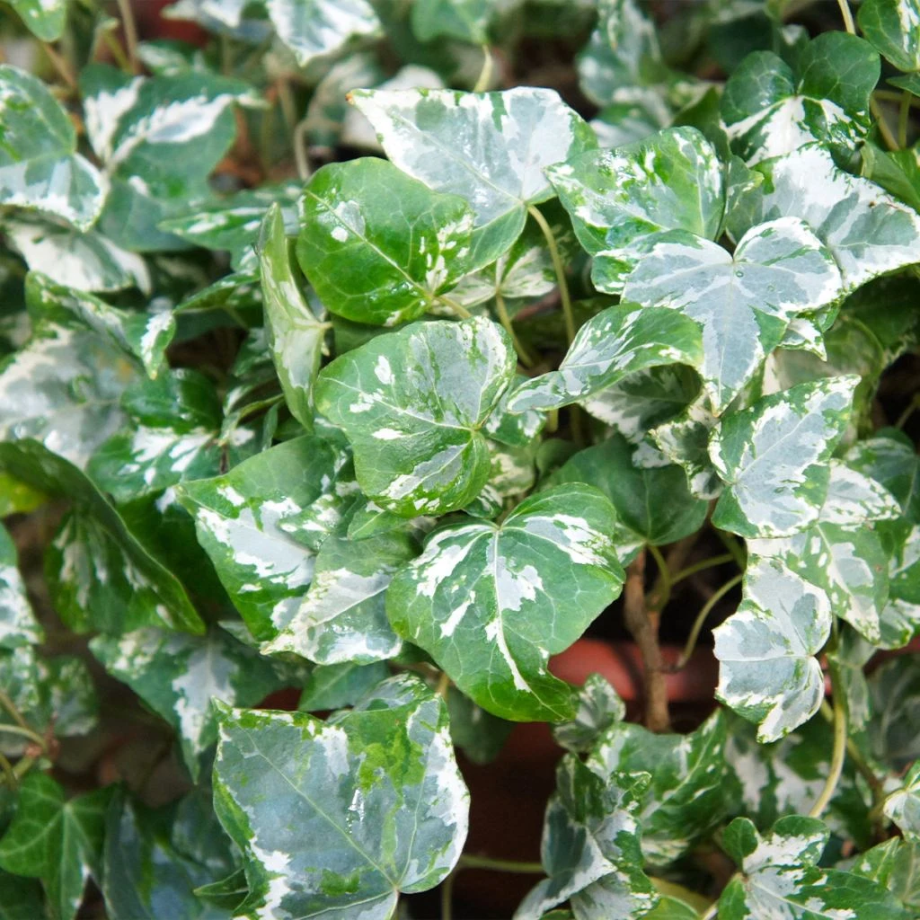 Lierre D'ornement - Hedera Helix Kolibri 3 Lierre D'ornement - Hedera Helix Kolibri