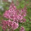 Lilas Bloomerang Pink Perfume - Syringa Nain Hybride Remontant -Promesse de fleurs Magasin Lilas Bloomerang Pink Perfume 82573 1