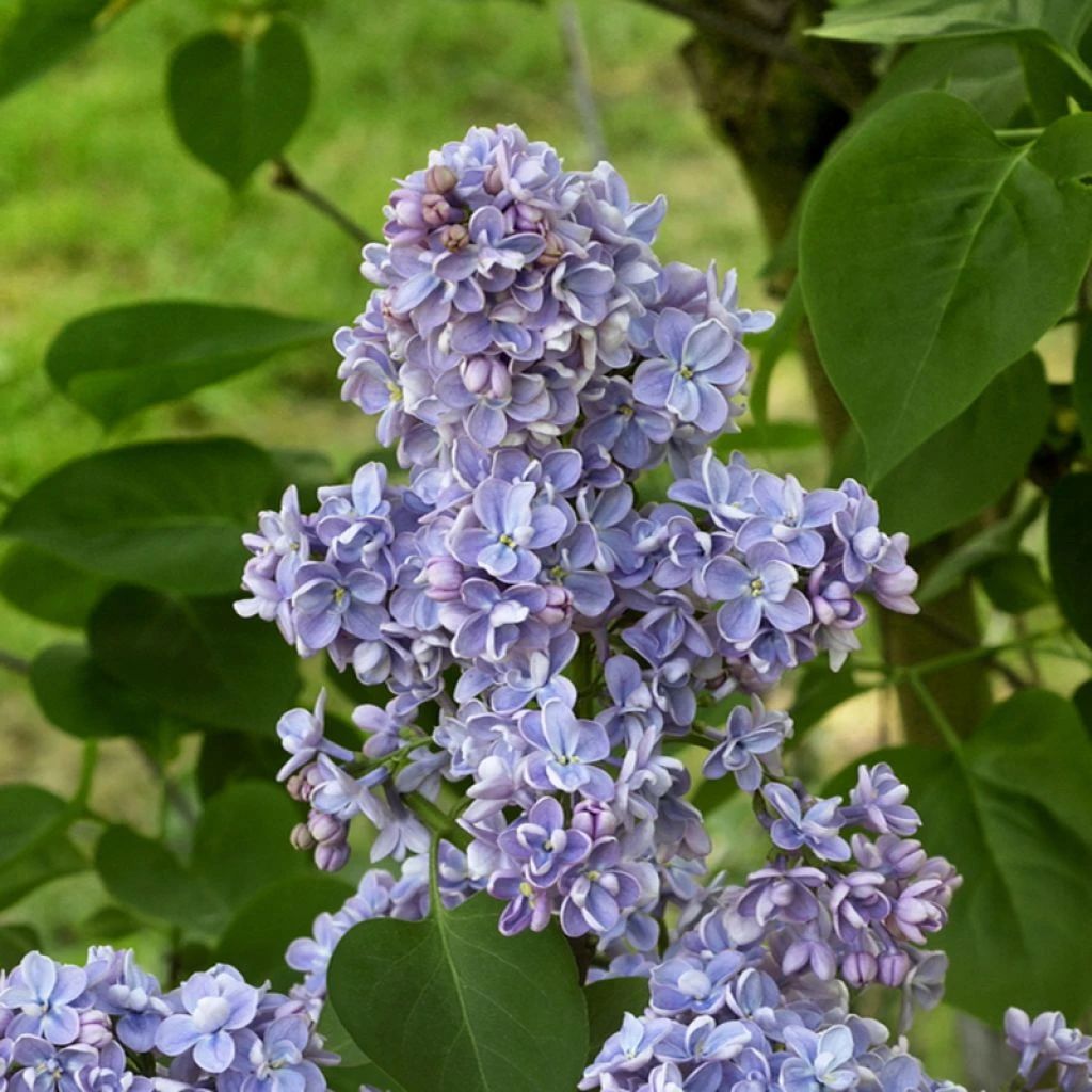 Lilas - Syringa Vulgaris Capitaine Baltet 3 Lilas - Syringa Vulgaris Capitaine Baltet