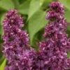 Lilas - Syringa Vulgaris Charles Joly 1 Lilas - Syringa Vulgaris Charles Joly -Promesse de fleurs Magasin Lilas Charles Joly 0567 1