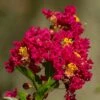 Lilas Des Indes - Lagerstroemia Indica Caroline Beauty -Promesse de fleurs Magasin Lilas des Indes Lagerstroemia indica Caroline Beauty copyright 1006911 1