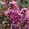 Lilas Des Indes - Lagerstroemia Indica Enduring Lavender -Promesse de fleurs Magasin Lilas des Indes Lagerstroemia indica Enduring Lavender copyright 1006941 1