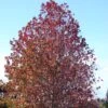 Liquidambar Styraciflua 1 Liquidambar Styraciflua -Promesse de fleurs Magasin Liquidambar styraciflua 84135 1