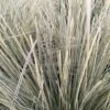 Lomandra White Sands -Promesse de fleurs Magasin Lomandra White Sands 85740 1