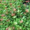 Lonicera (x) Brownii - Chèvrefeuille Grimpant De Brown -Promesse de fleurs Magasin Lonicera x brownii 89989 1