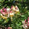 Chèvrefeuille, Lonicera Caprifolium -Promesse de fleurs Magasin Lonicera caprifolium 771624 1