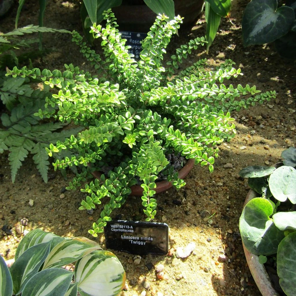 Lonicera Nitida Twiggy - Chèvrefeuille à Feuilles De Buis 3 Lonicera Nitida Twiggy - Chèvrefeuille à Feuilles De Buis