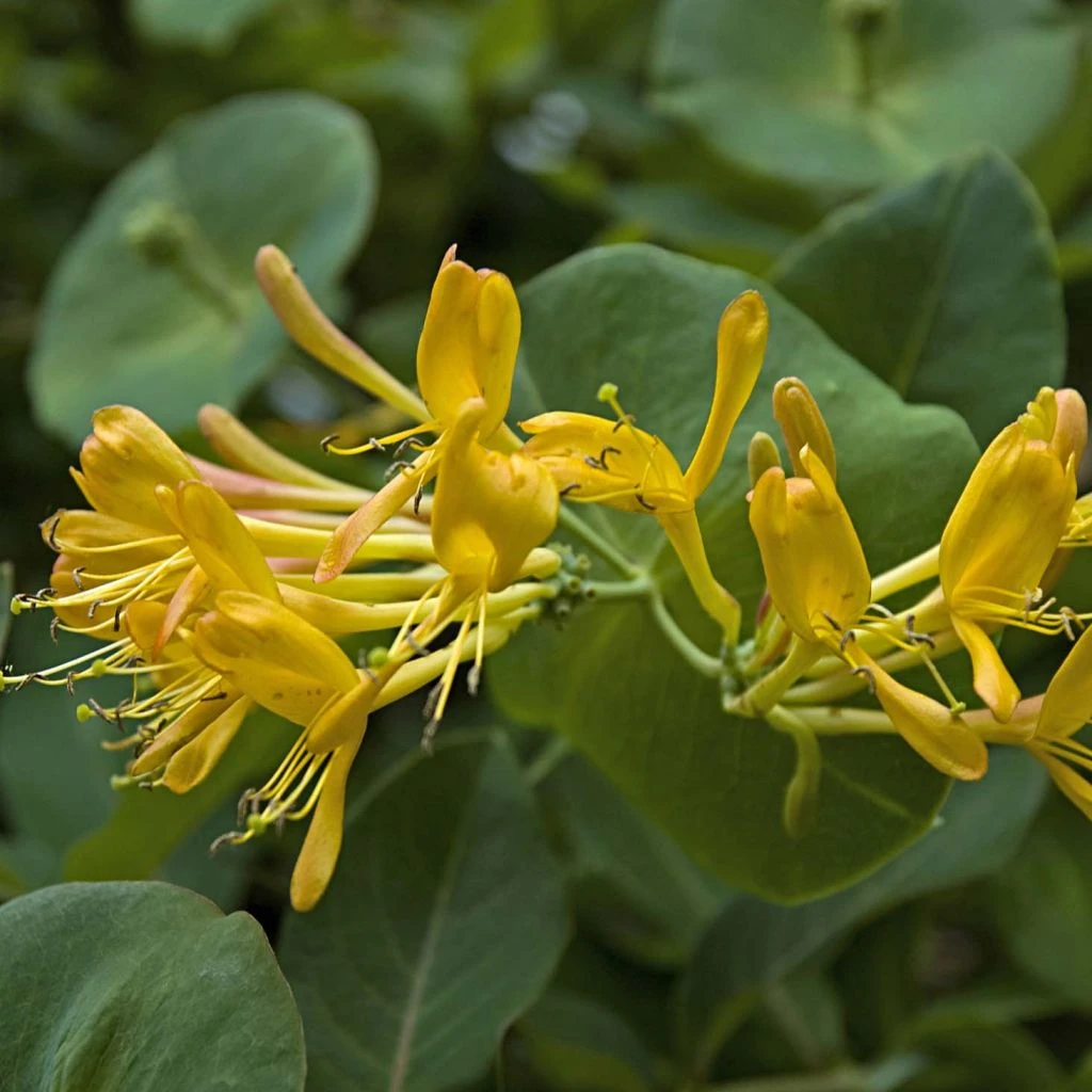Chèvrefeuille De Tellman - Lonicera Tellmaniana 3 Chèvrefeuille De Tellman - Lonicera Tellmaniana