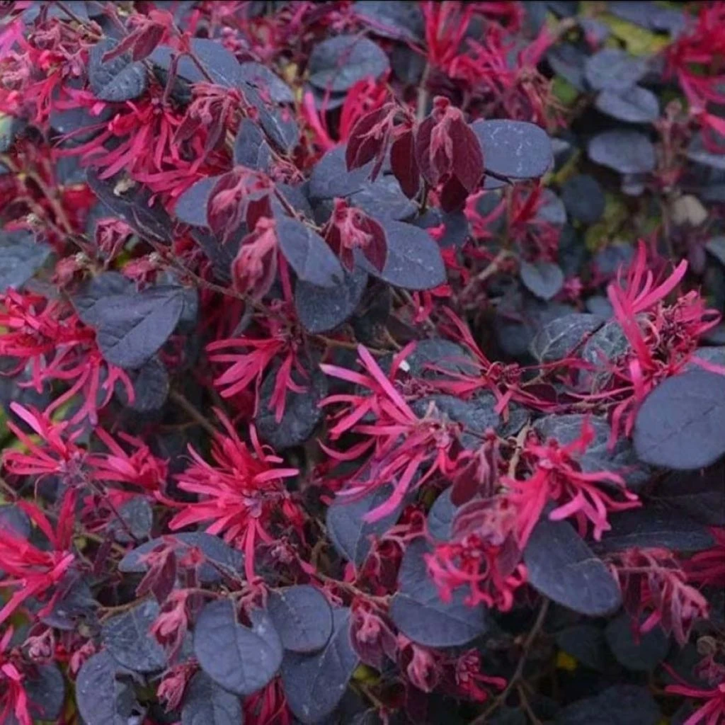 Loropetalum Chinense Black Pearl 3 Loropetalum Chinense Black Pearl