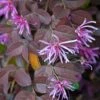 Loropetalum Chinense Pipa's Red -Promesse de fleurs Magasin Loropetalum chinense Pipa s Red 83369 1