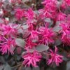 Loropetalum Chinense Plum Gorgeous -Promesse de fleurs Magasin Loropetalum chinense Plum Gorgeous IF 17198 1