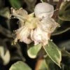 Luma Apiculata Glanleam Gold - Myrte Du Chili -Promesse de fleurs Magasin Luma apiculata Glanleam Gold 85071 1