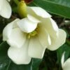 Magnolia Fairy Cream - Magnolia Hybride -Promesse de fleurs Magasin Magnolia Fairy Cream 84159 1