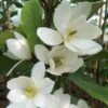Magnolia Fairy White - Michelia Hybride -Promesse de fleurs Magasin Magnolia Fairy White Michelia hybride blanc 79053 1
