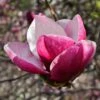 Magnolia March Till Frost 1 Magnolia March Till Frost -Promesse de fleurs Magasin Magnolia March Till Frost copyright 1002691 1