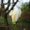 Magnolia Yellow Lantern -Promesse de fleurs Magasin Magnolia Yellow Lantern copyright 18302 1
