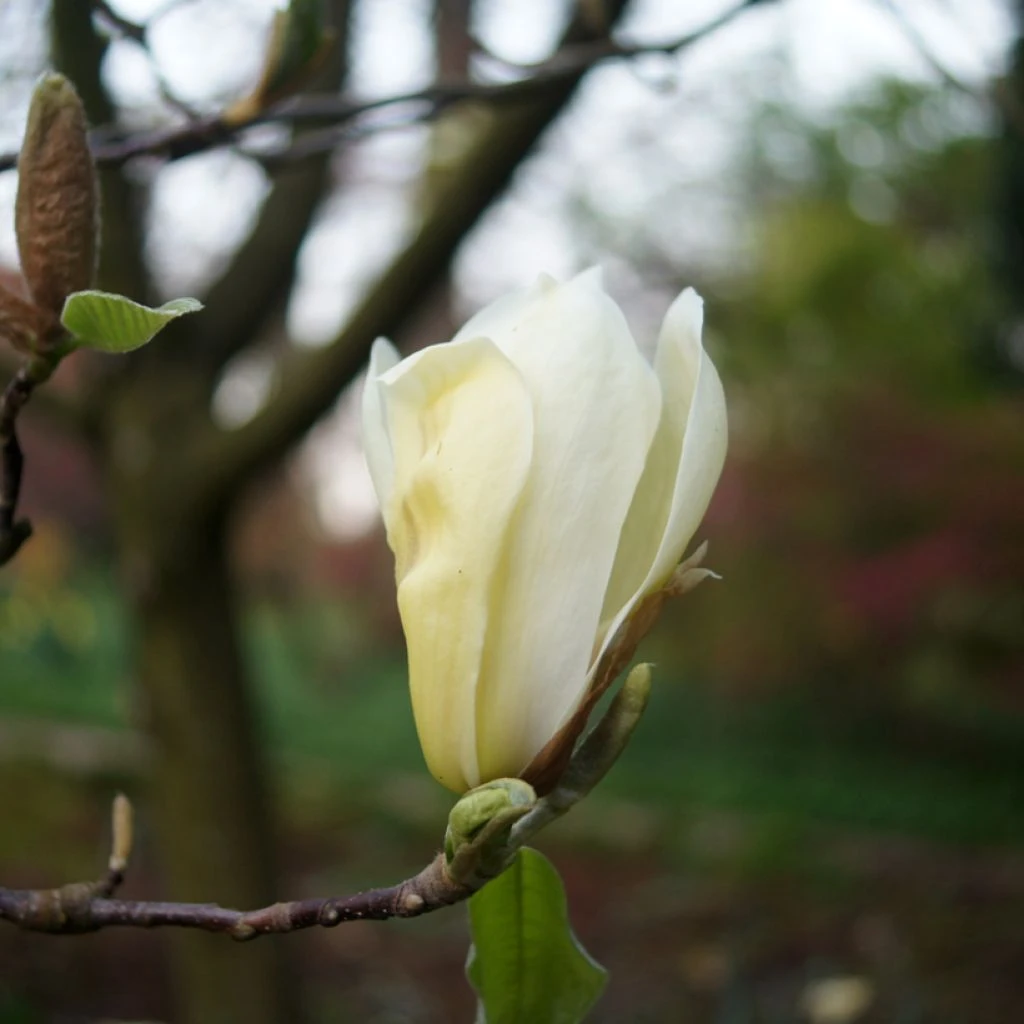Magnolia Yellow Lantern 3 Magnolia Yellow Lantern