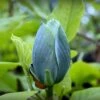Magnolia Acuminata Blue Baby 1 Magnolia Acuminata Blue Baby -Promesse de fleurs Magasin Magnolia acuminata Blue Baby IF 17923 1