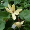 Magnolia Brooklynensis Yellow Bird 1 Magnolia Brooklynensis Yellow Bird -Promesse de fleurs Magasin Magnolia brooklyniensisYellow Bird 84155 1