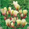 Magnolia Denudata Sunrise -Promesse de fleurs Magasin Magnolia con Sunrise 16339 1