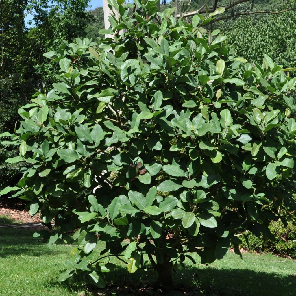 Magnolia Delavayi - Magnolia De Chine 3 Magnolia Delavayi - Magnolia De Chine