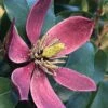 Magnolia Figo Stellar Ruby -Promesse de fleurs Magasin Magnolia figo Stellar Ruby IF 19038 1