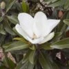 Magnolia Grandiflora Alta - -Promesse de fleurs Magasin Magnolia grandiflora Alta 84161 1