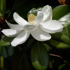 Magnolia Grandiflora Treyve